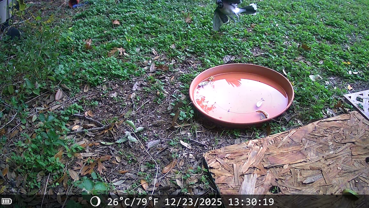 Сизойка блакитна - ML647441536