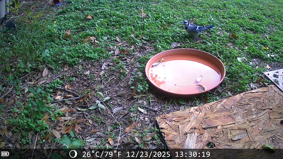 Сизойка блакитна - ML647441538