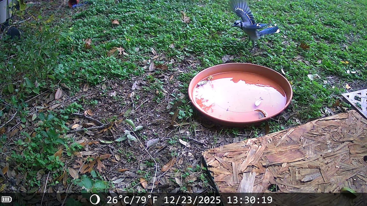 Сизойка блакитна - ML647441539