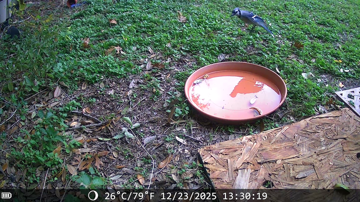 Сизойка блакитна - ML647441540