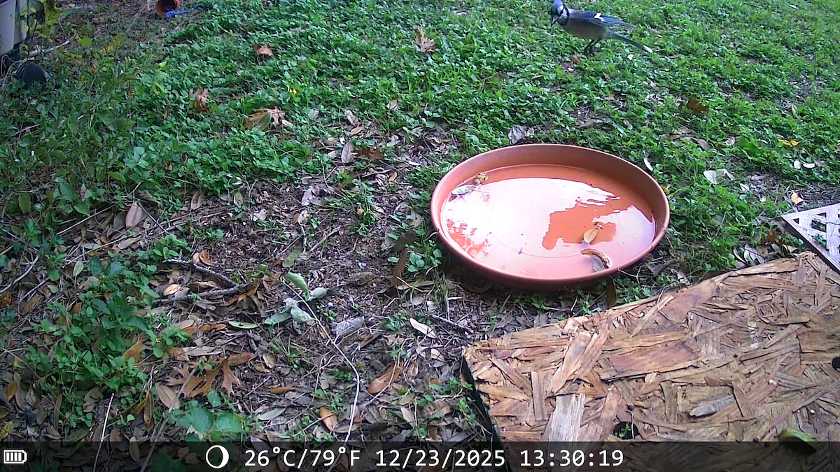 Сизойка блакитна - ML647441541