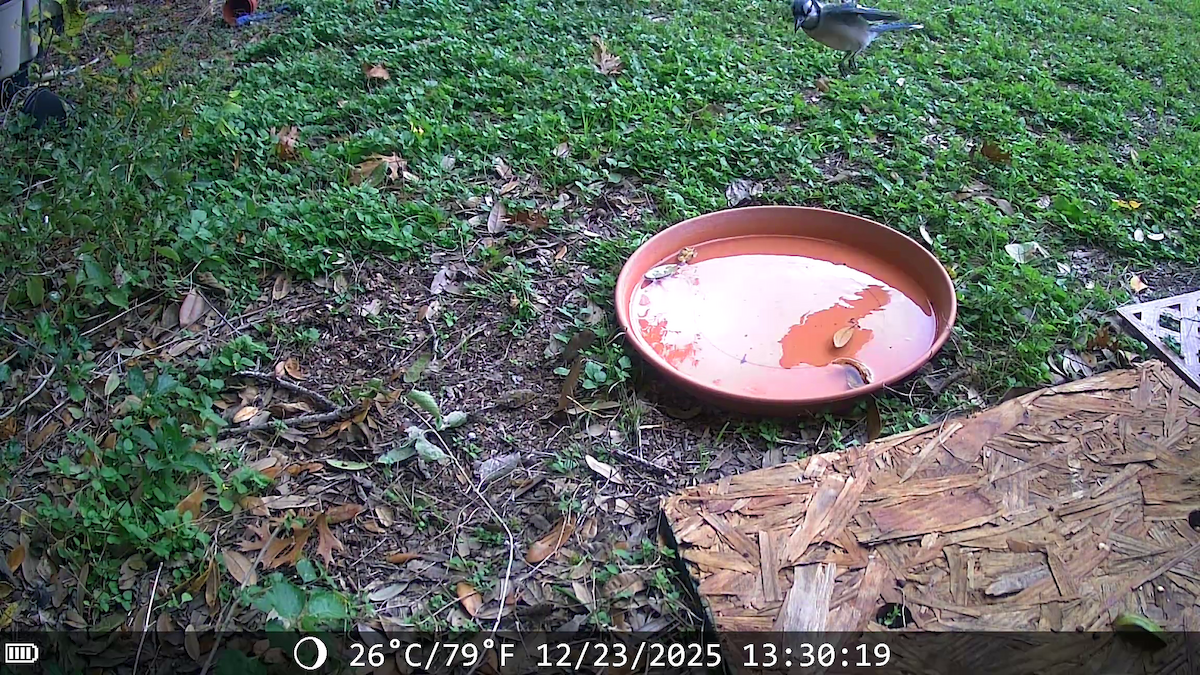 Сизойка блакитна - ML647441543