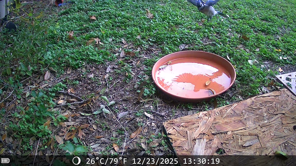 Сизойка блакитна - ML647441544