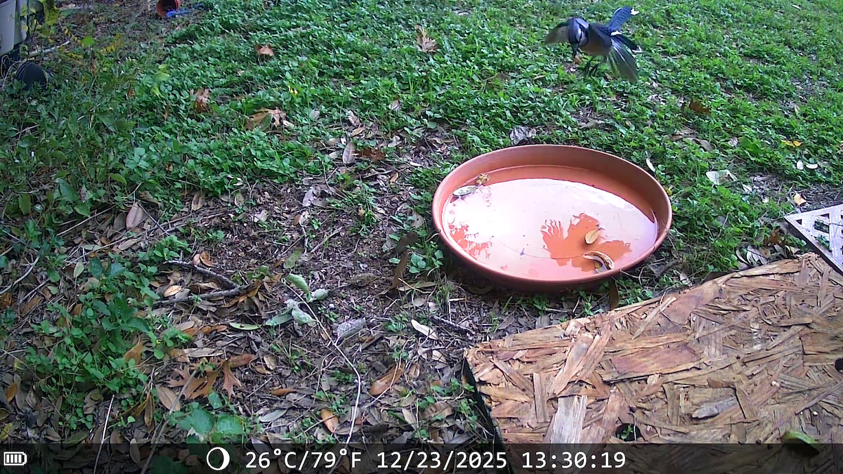 Сизойка блакитна - ML647441546