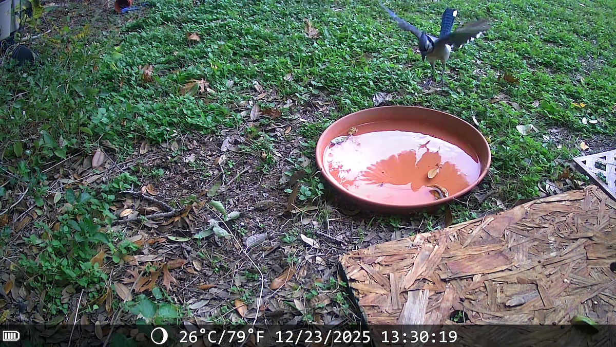 Сизойка блакитна - ML647441547