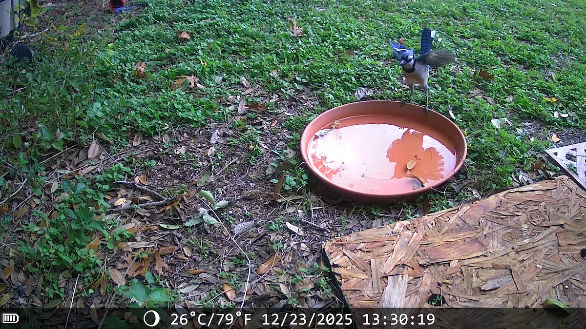 Сизойка блакитна - ML647441549