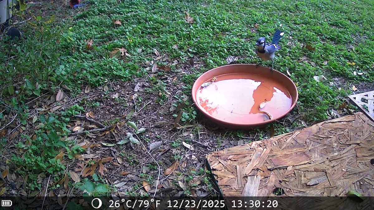 Сизойка блакитна - ML647441550