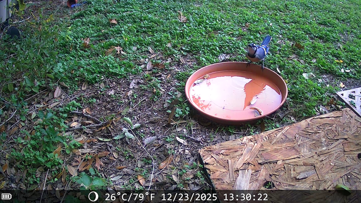 Сизойка блакитна - ML647441551