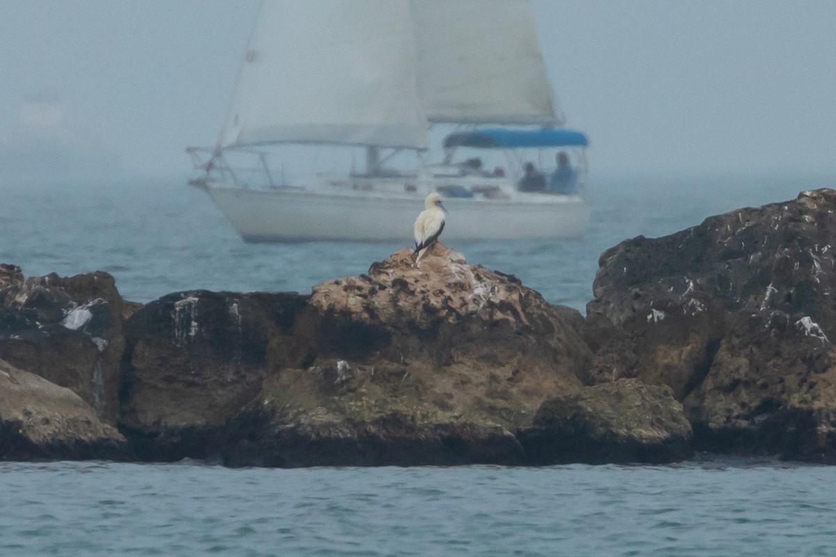 Сула червононога - ML647441554