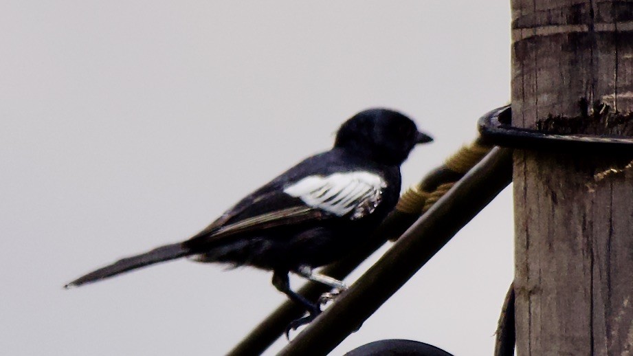 Чёрная синица - ML647441559