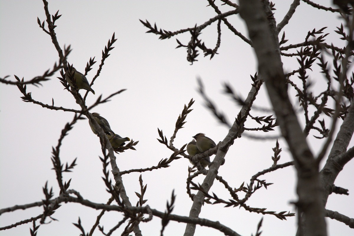 ציצנית אמריקנית - ML647441568