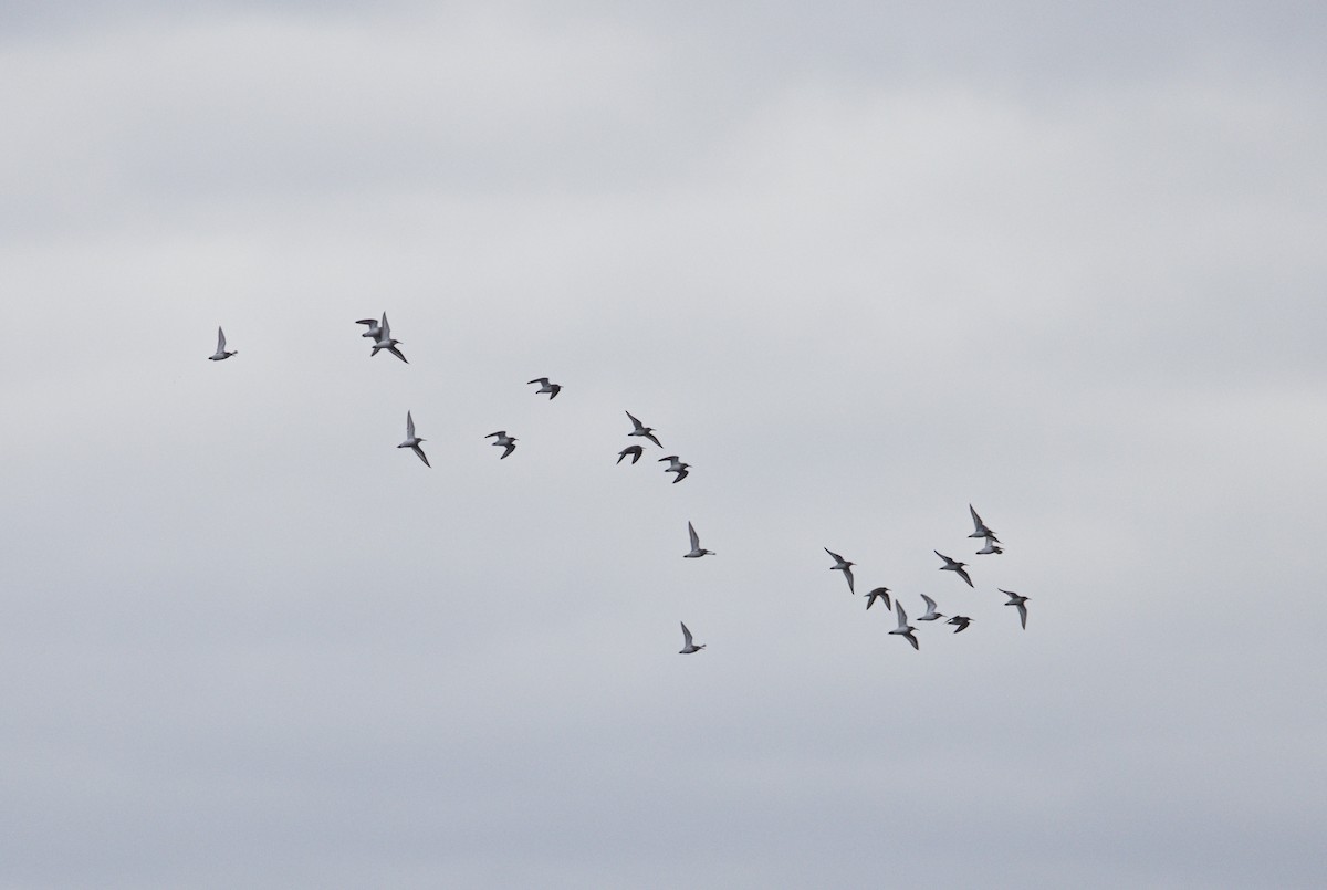 Dunlin - ML647441569