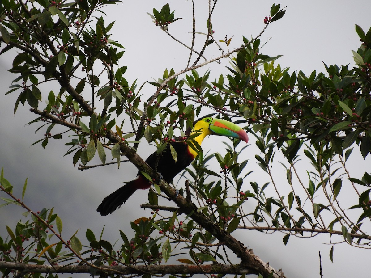 tukan středoamerický - ML647441576