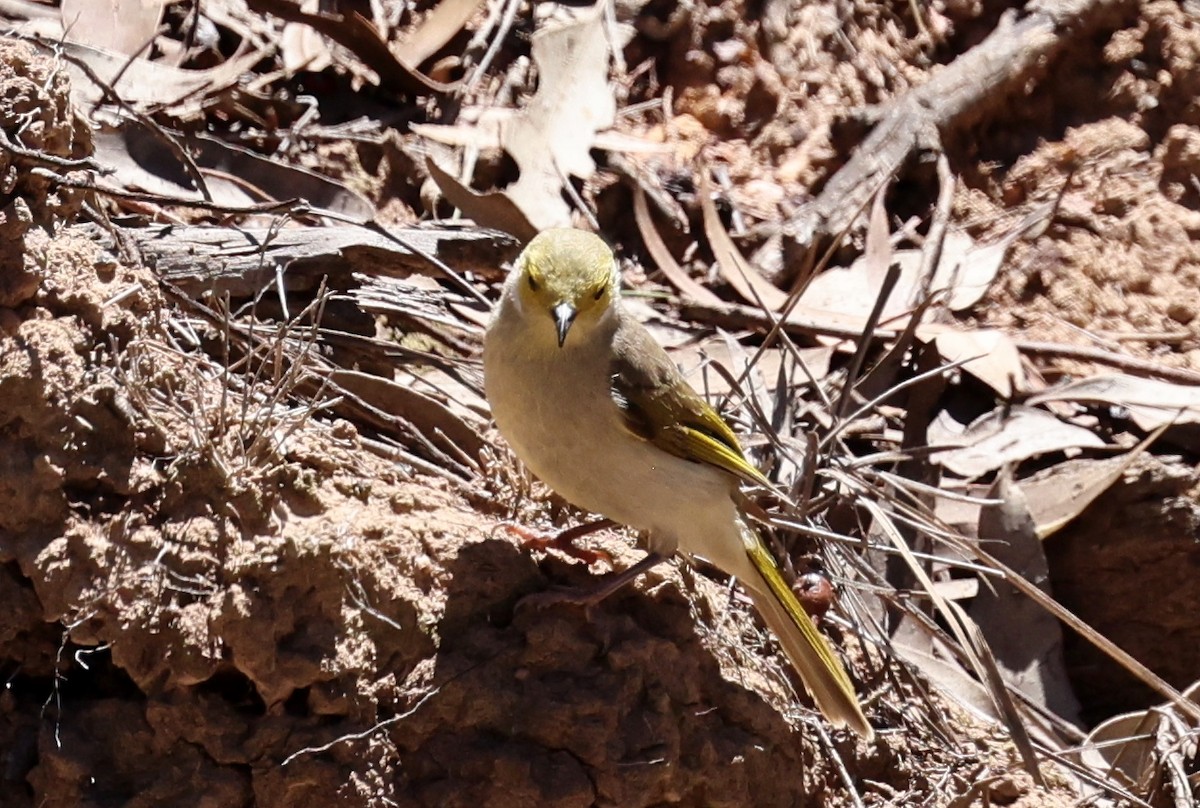 White-plumed Honeyeater - ML647441578