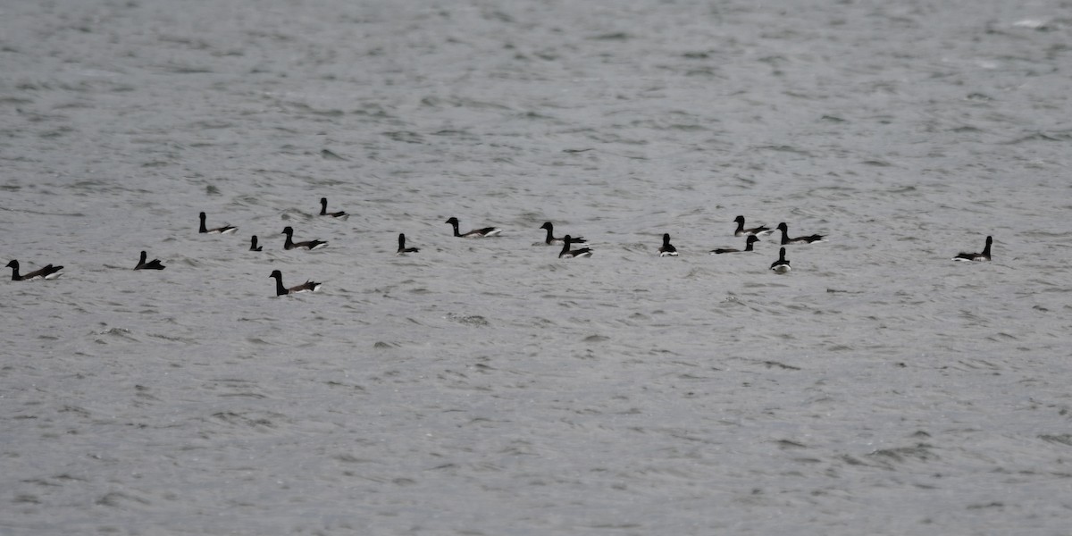 Bernache cravant - ML647441618