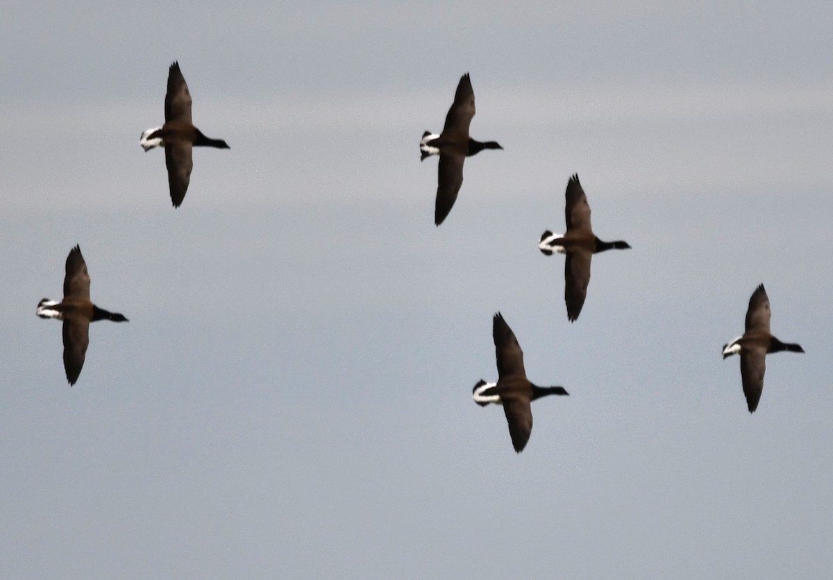 Bernache cravant - ML647441637