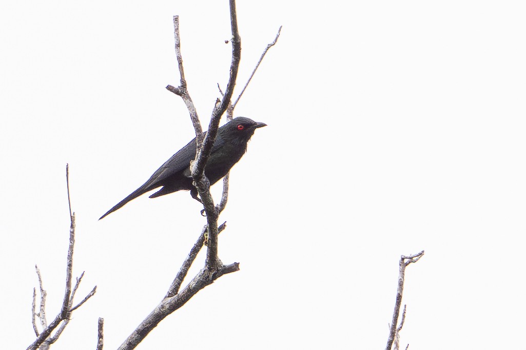 špaček lesklý [skupina metallica] - ML647441642