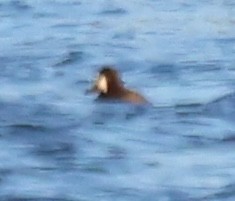 Greater Scaup - ML647441645