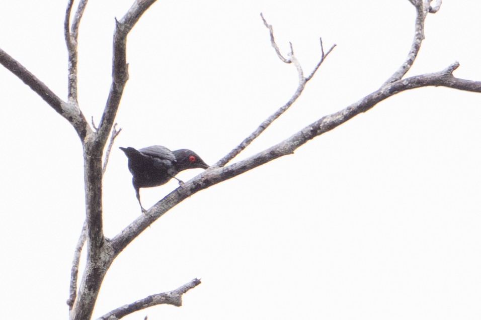 špaček lesklý [skupina metallica] - ML647441646