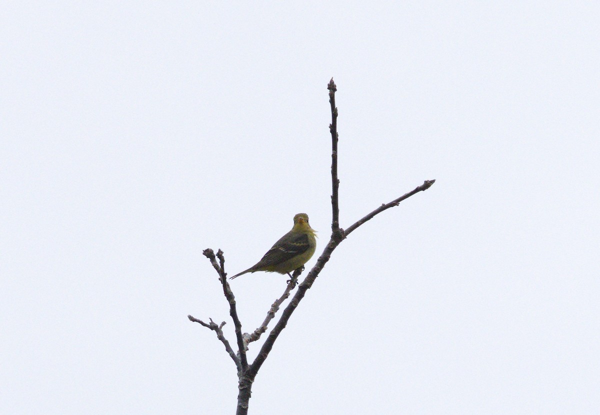 Western Tanager - ML647441648