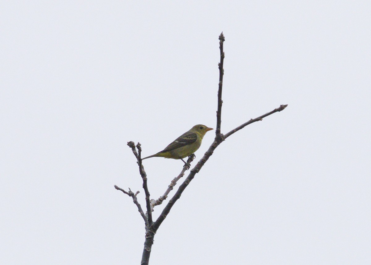 Western Tanager - ML647441649
