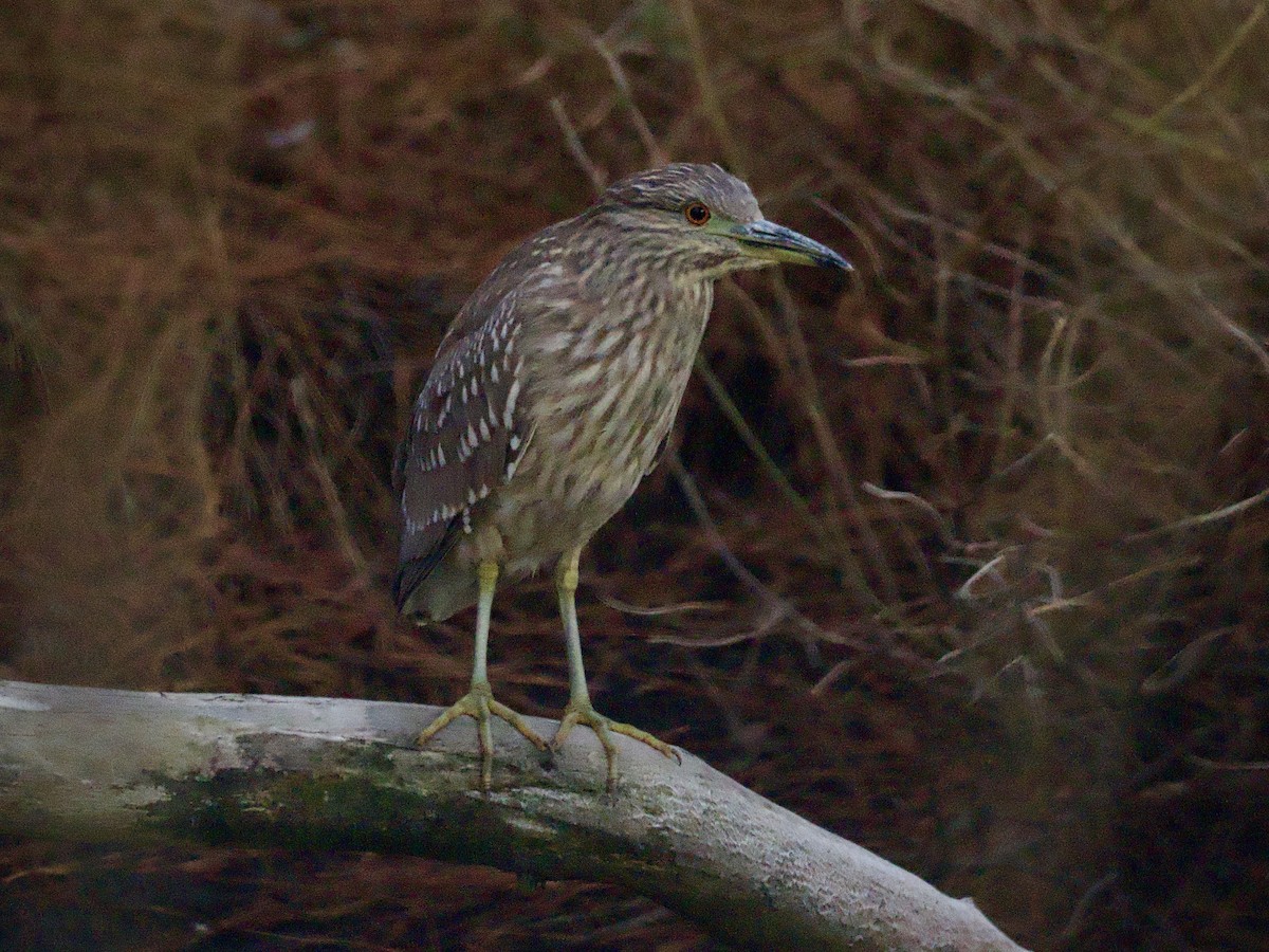 Black-crowned Night Heron - ML647441651