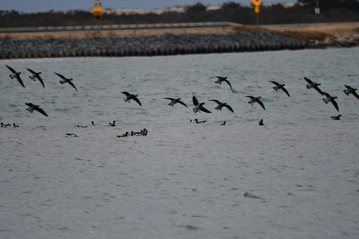 Bernache cravant - ML647441654