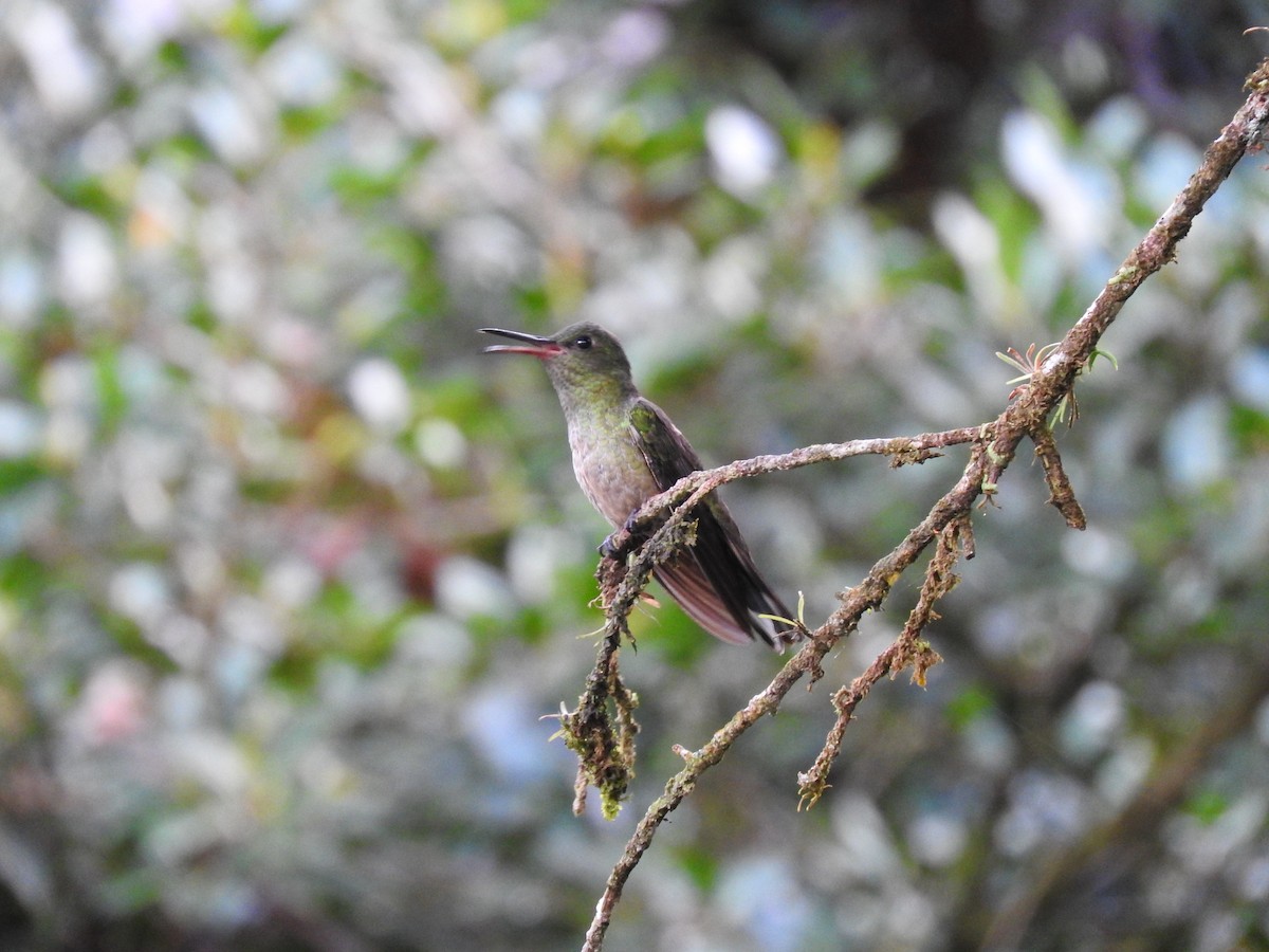 Scaly-breasted Hummingbird - ML647441655