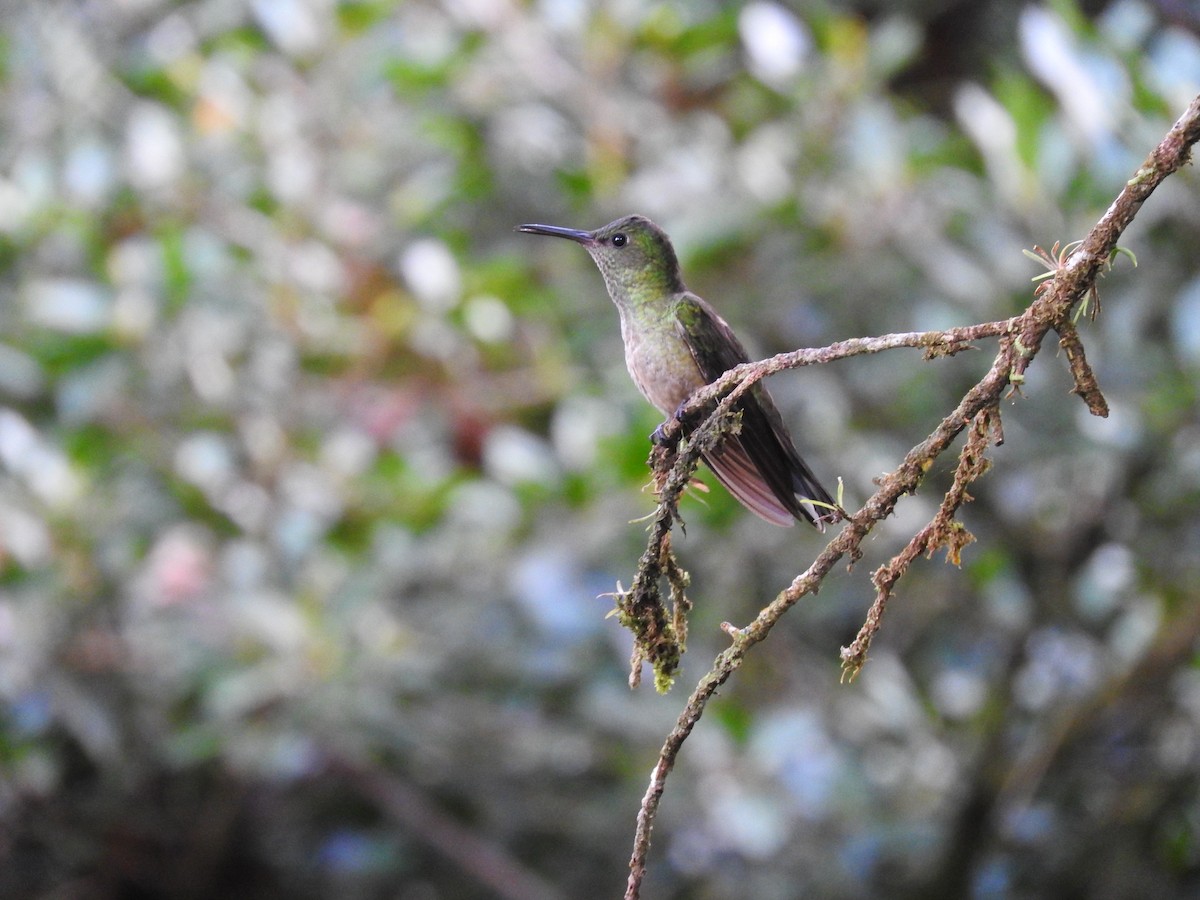 Scaly-breasted Hummingbird - ML647441657