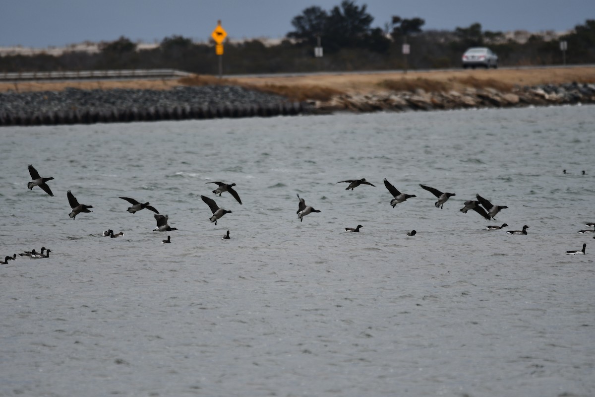 Bernache cravant - ML647441660