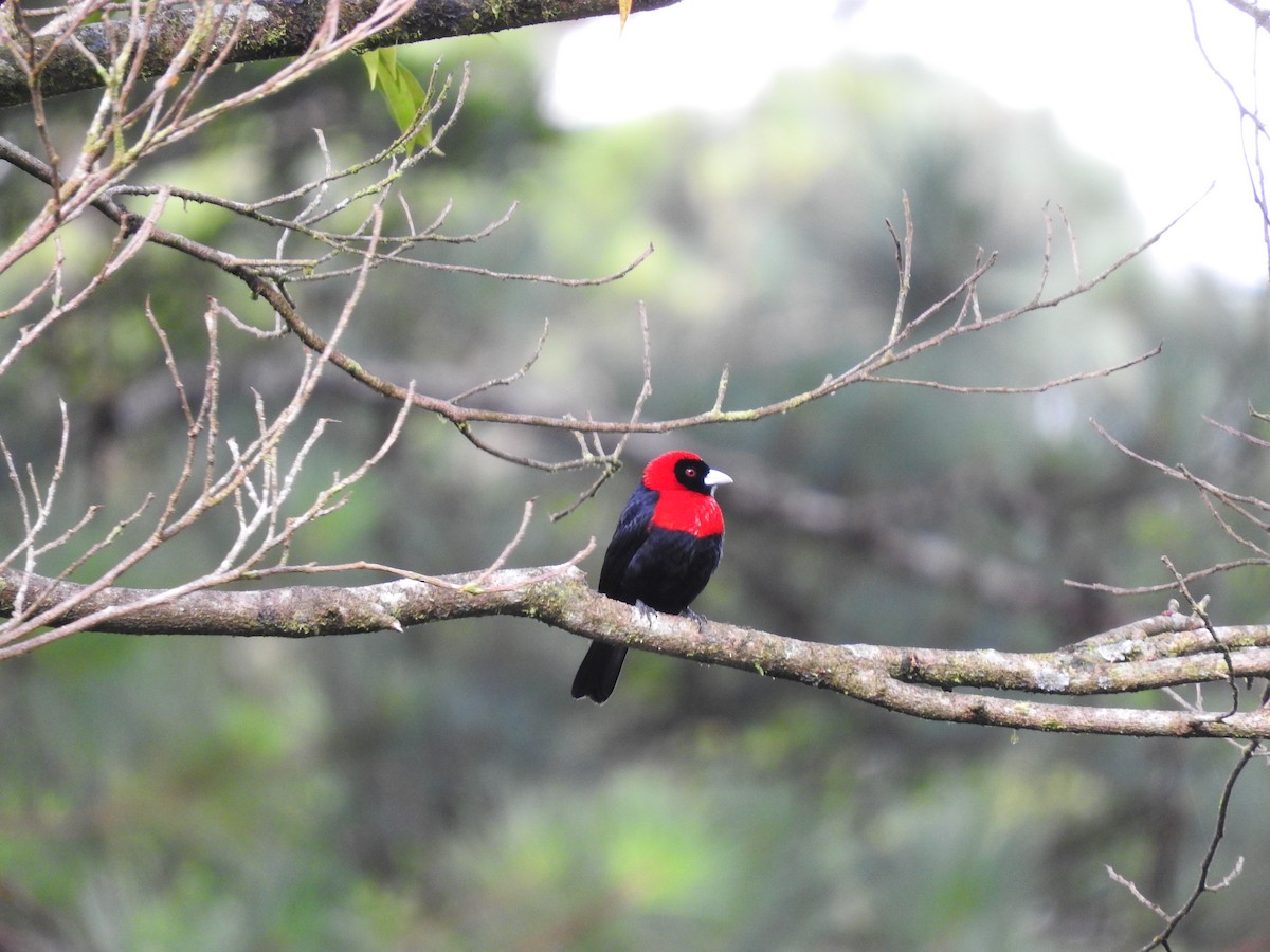 Crimson-collared Tanager - ML647441667