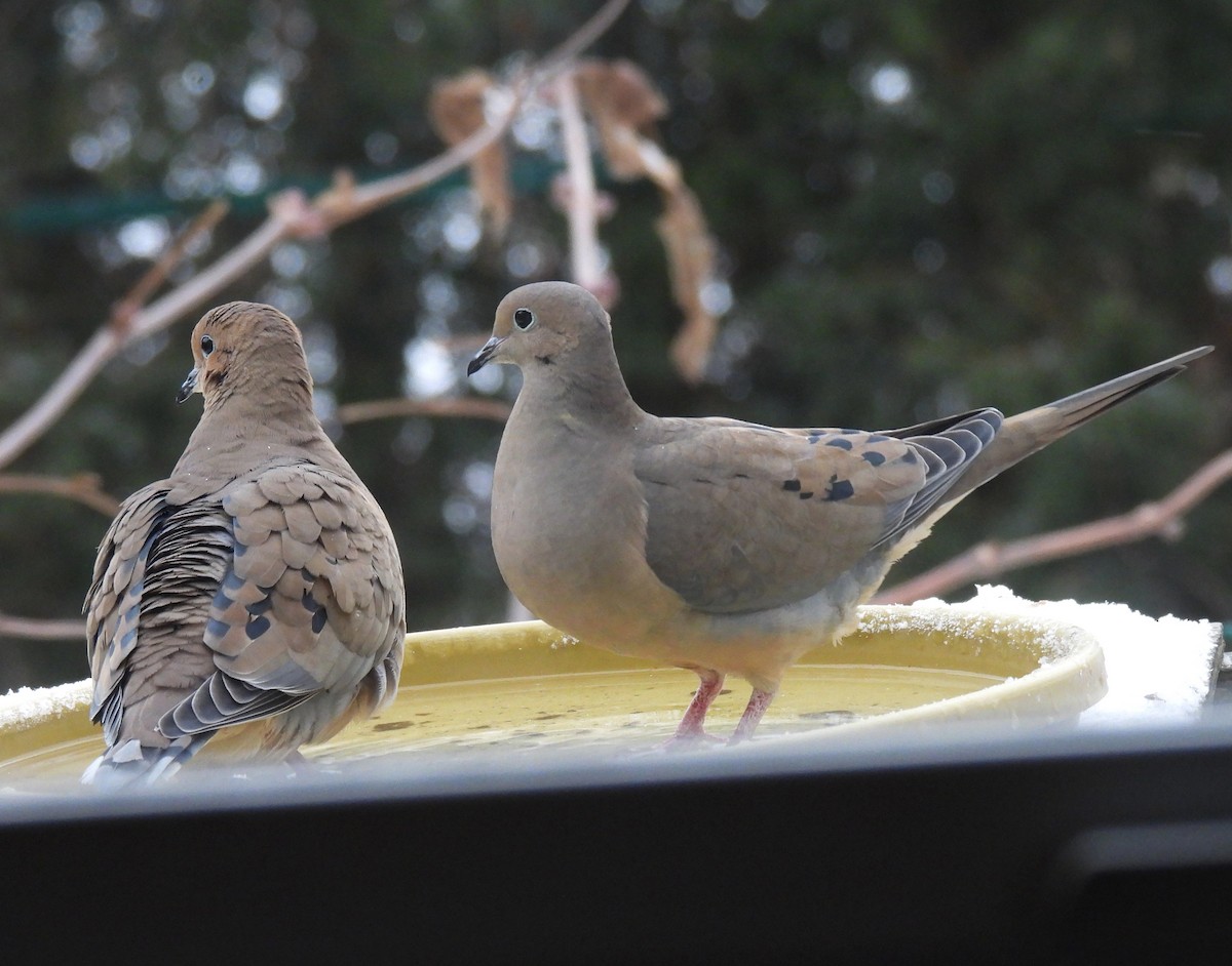 Mourning Dove - ML647441669