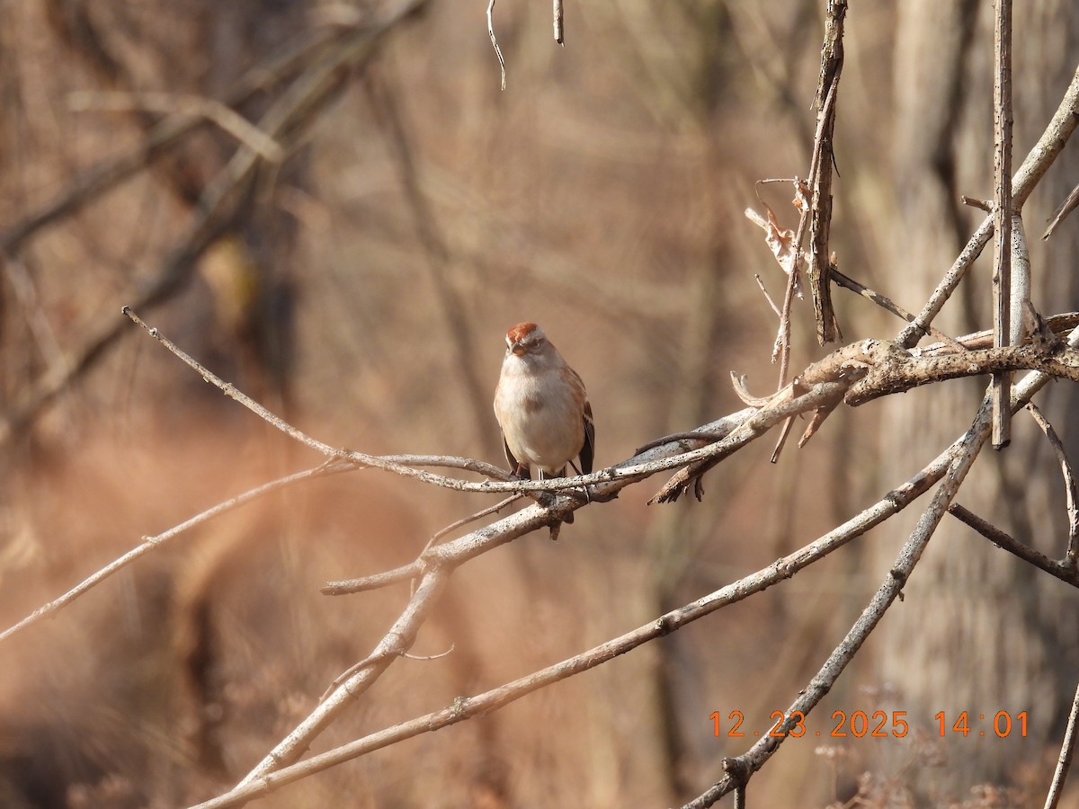 American Tree Sparrow - ML647441672