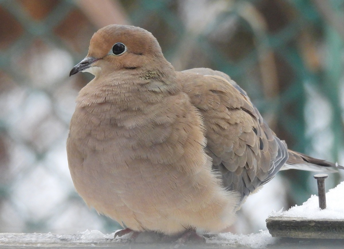 Mourning Dove - ML647441682