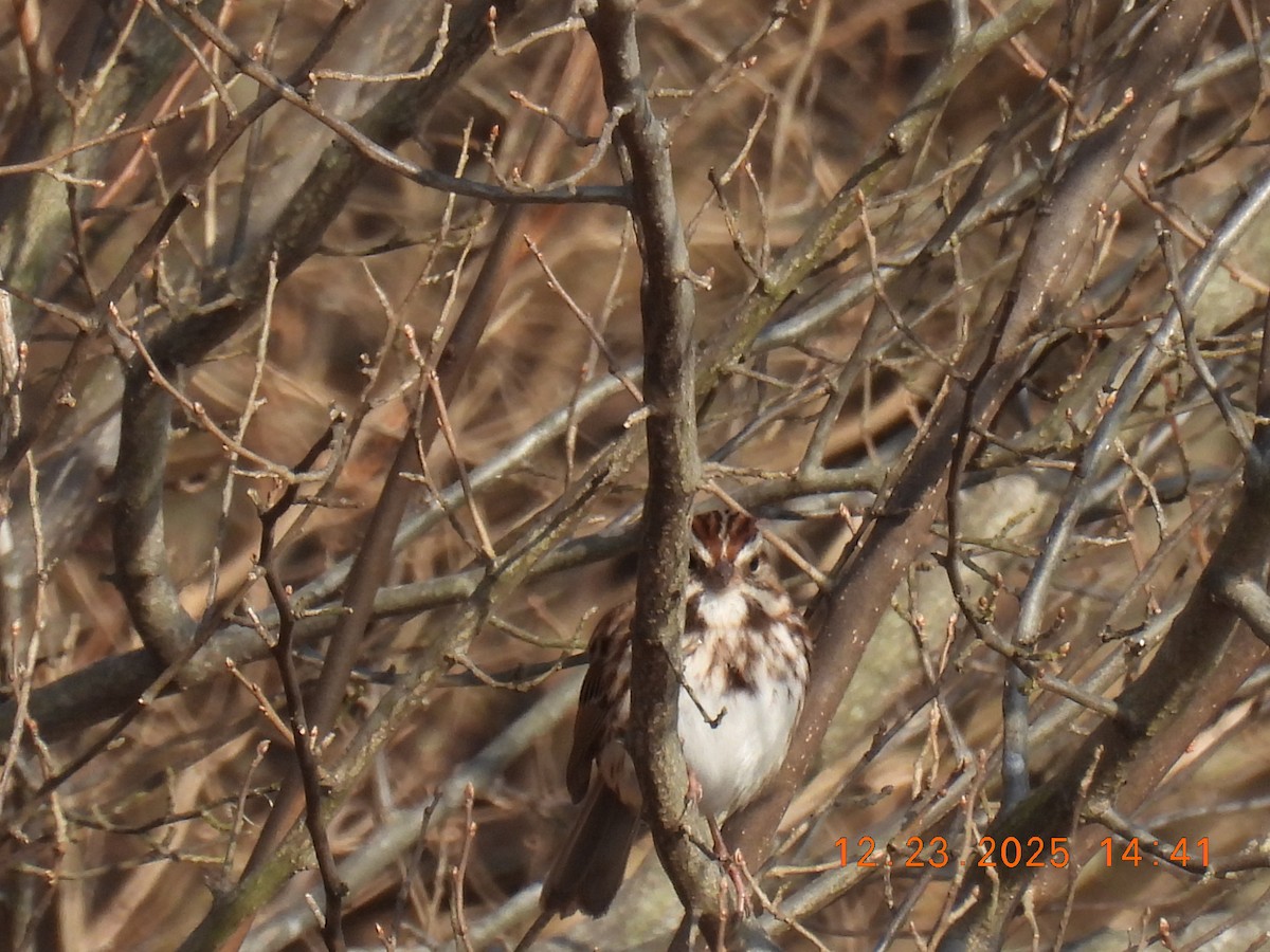Song Sparrow - ML647441684