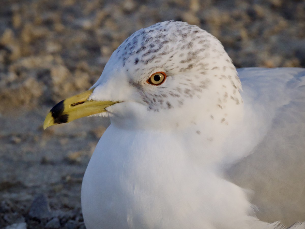 Ring-billed Gull - ML647441694