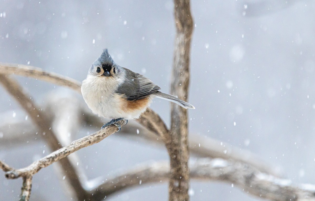 Tufted Titmouse - ML647441701