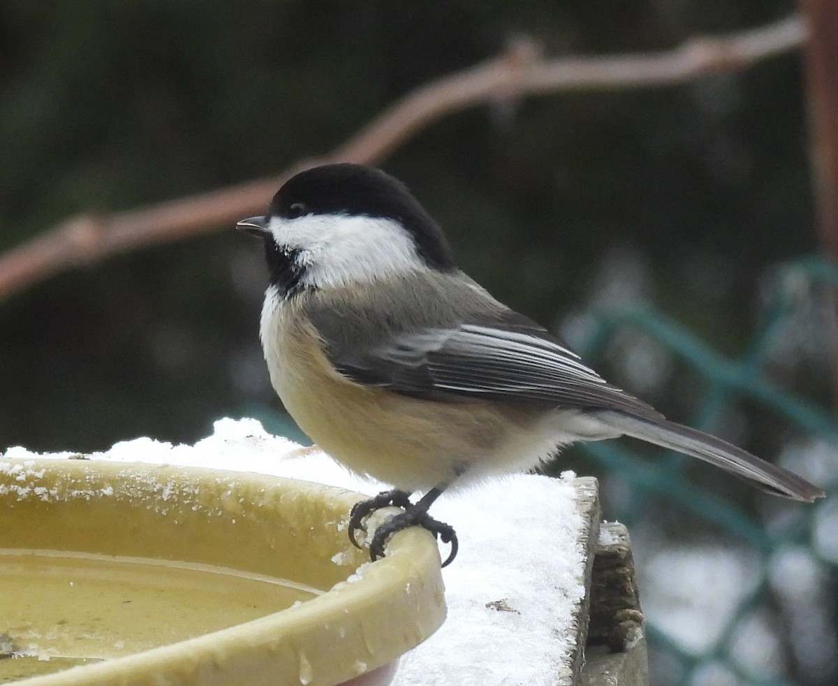 Black-capped Chickadee - ML647441705