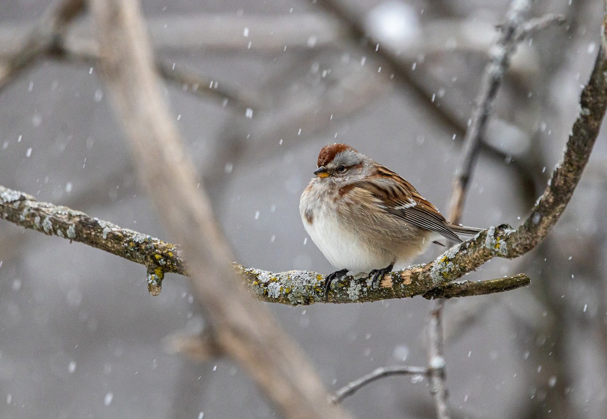 American Tree Sparrow - ML647441721