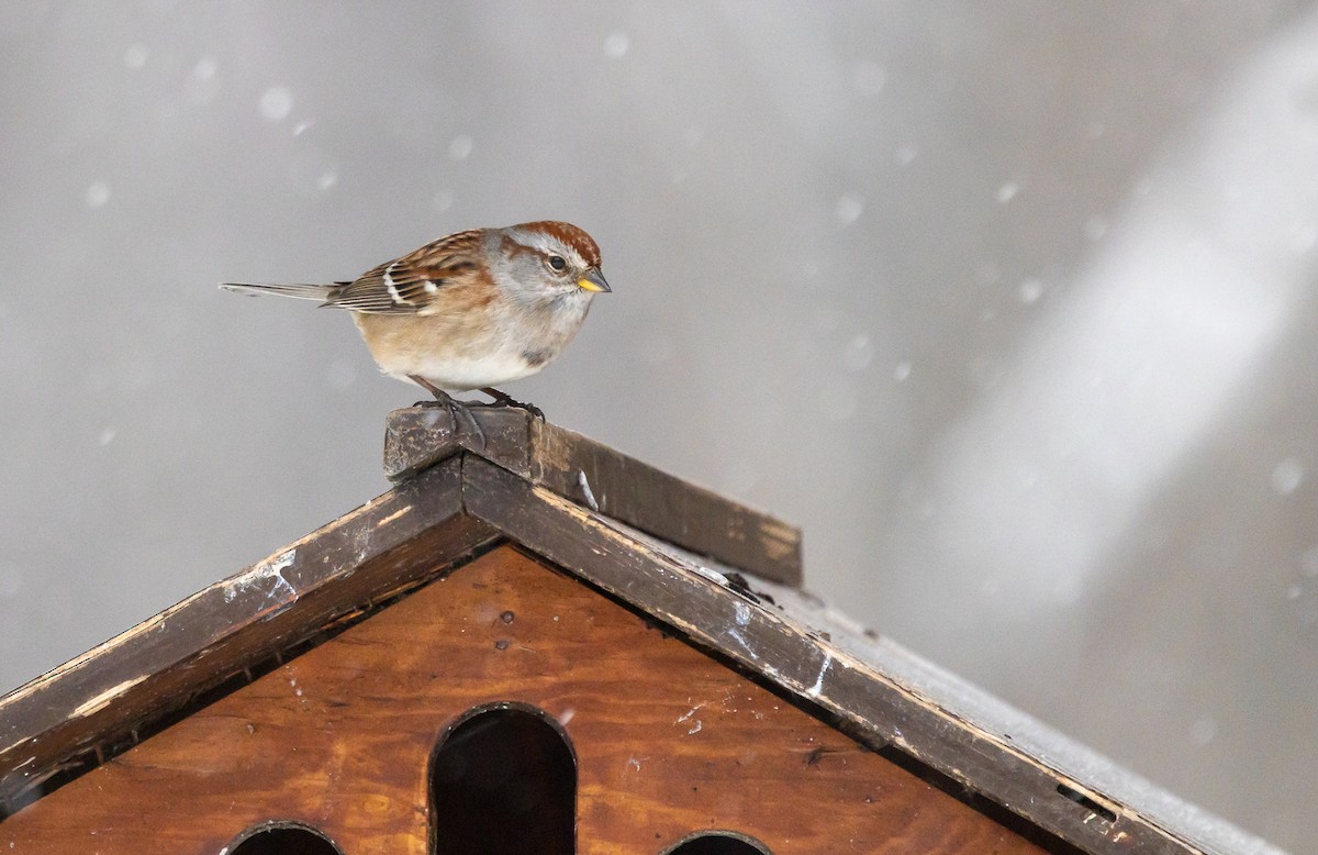 American Tree Sparrow - ML647441722