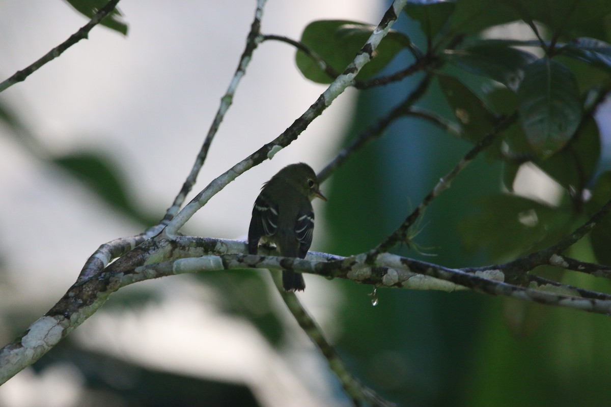 Yellow-bellied Flycatcher - ML647441728
