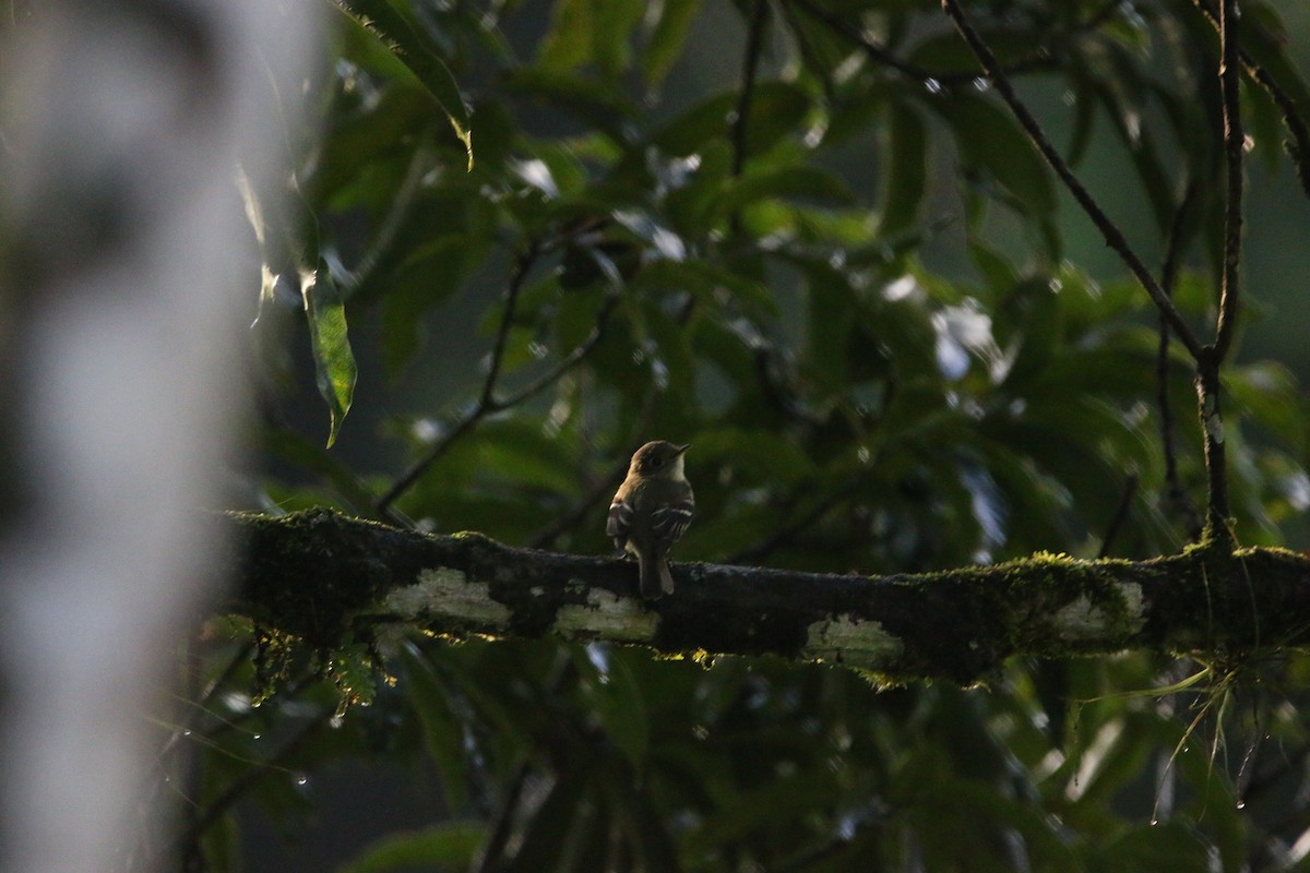 Yellow-bellied Flycatcher - ML647441729