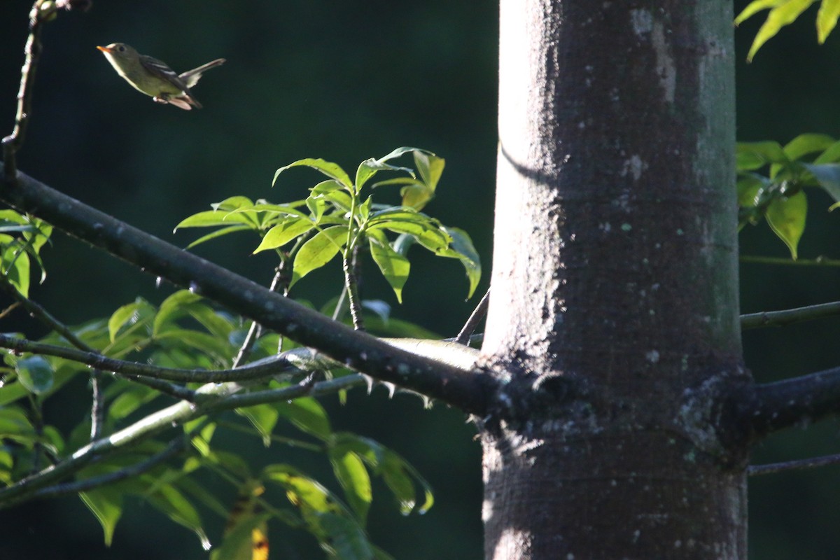 Yellow-bellied Flycatcher - ML647441730