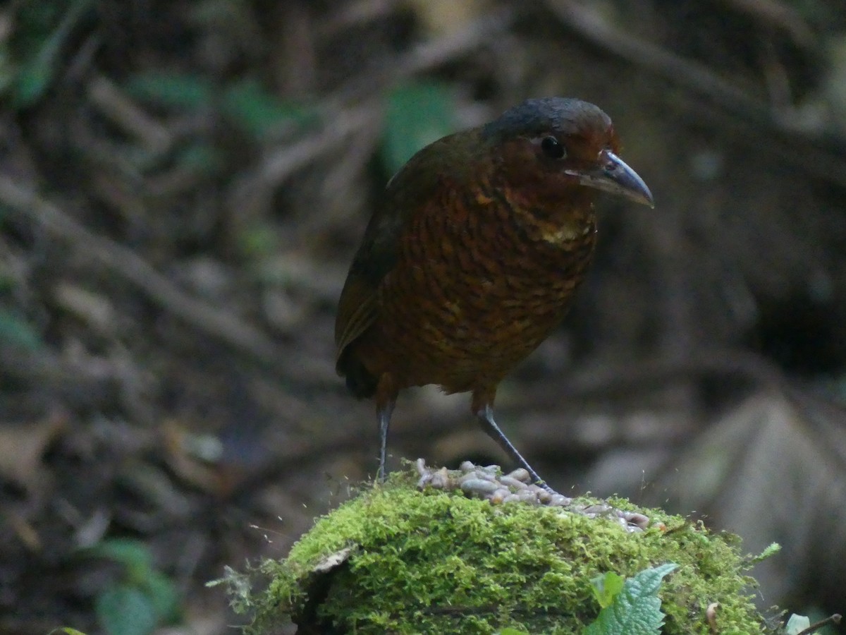 kjempemaurpitta - ML647441741