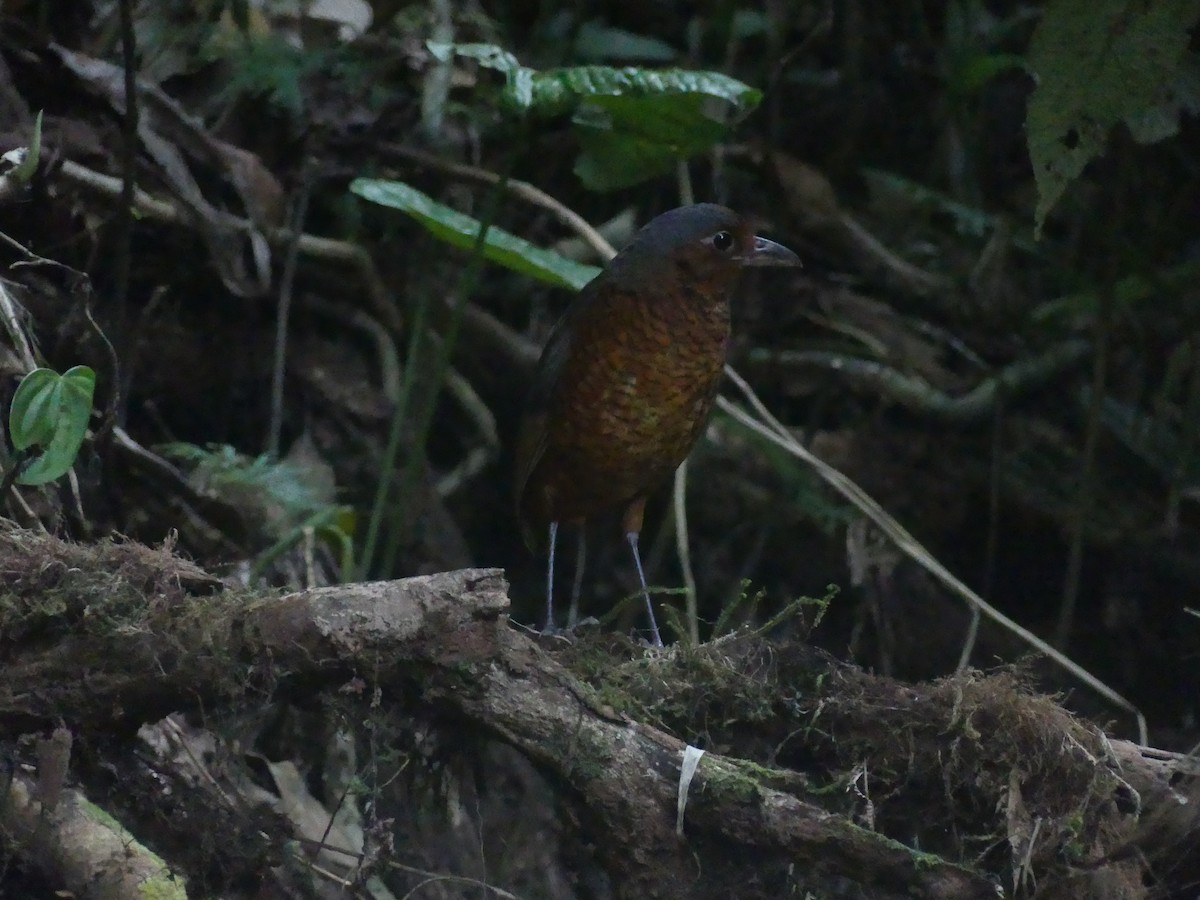 kjempemaurpitta - ML647441742