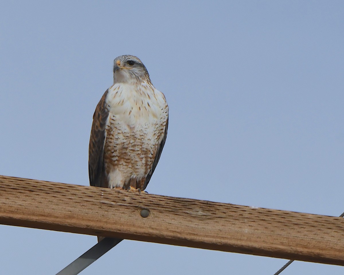 kongevåk - ML647441749