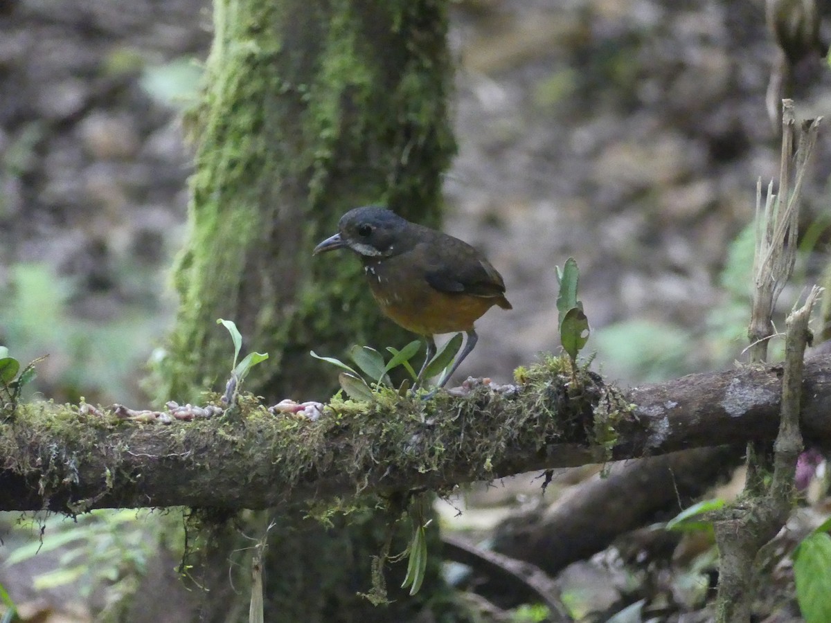 Moustached Antpitta - ML647441751