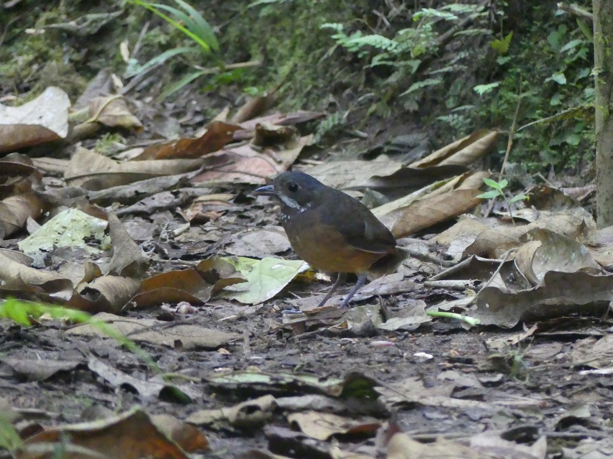 Moustached Antpitta - ML647441752