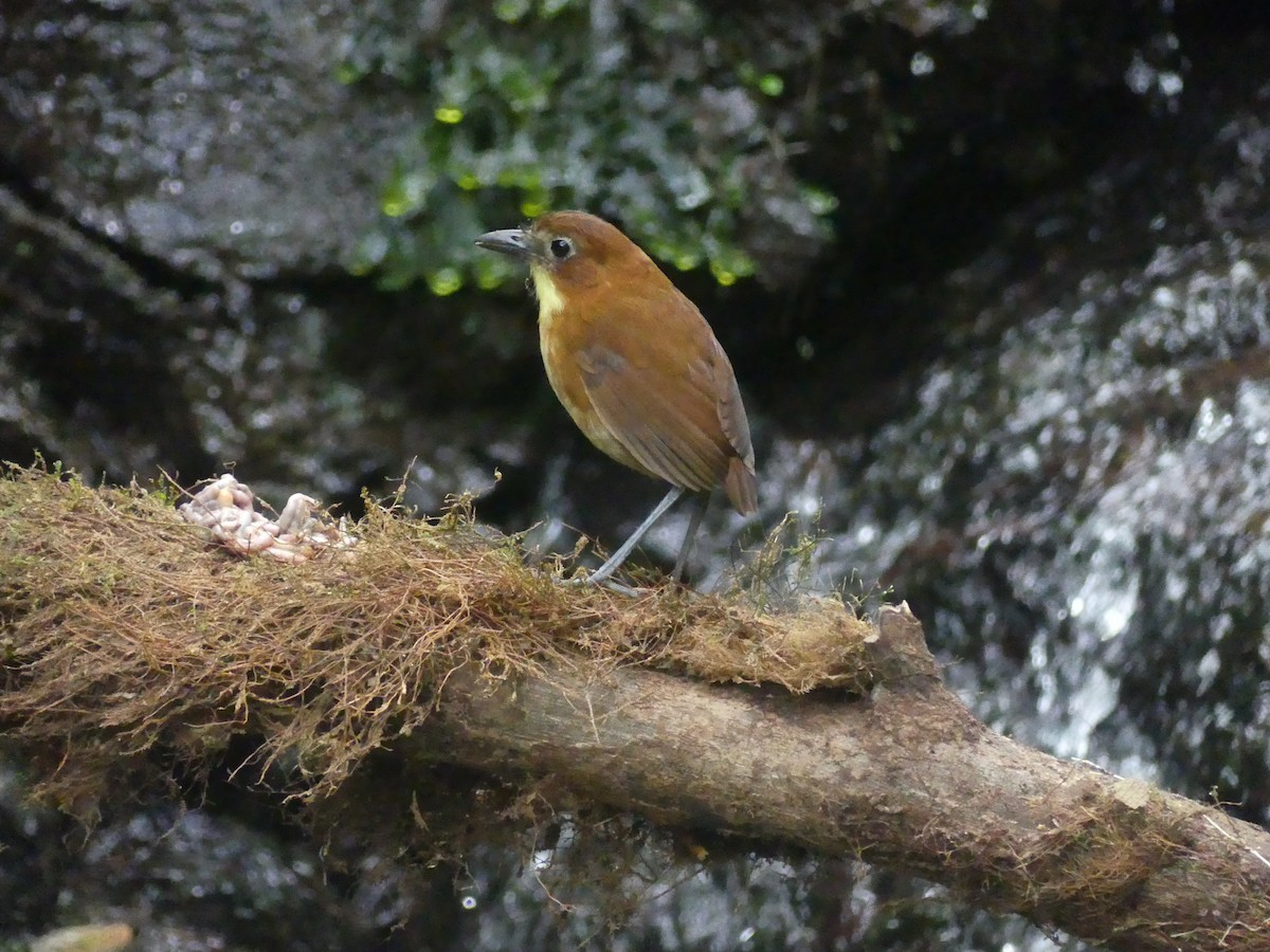 Yellow-breasted Antpitta - ML647441758