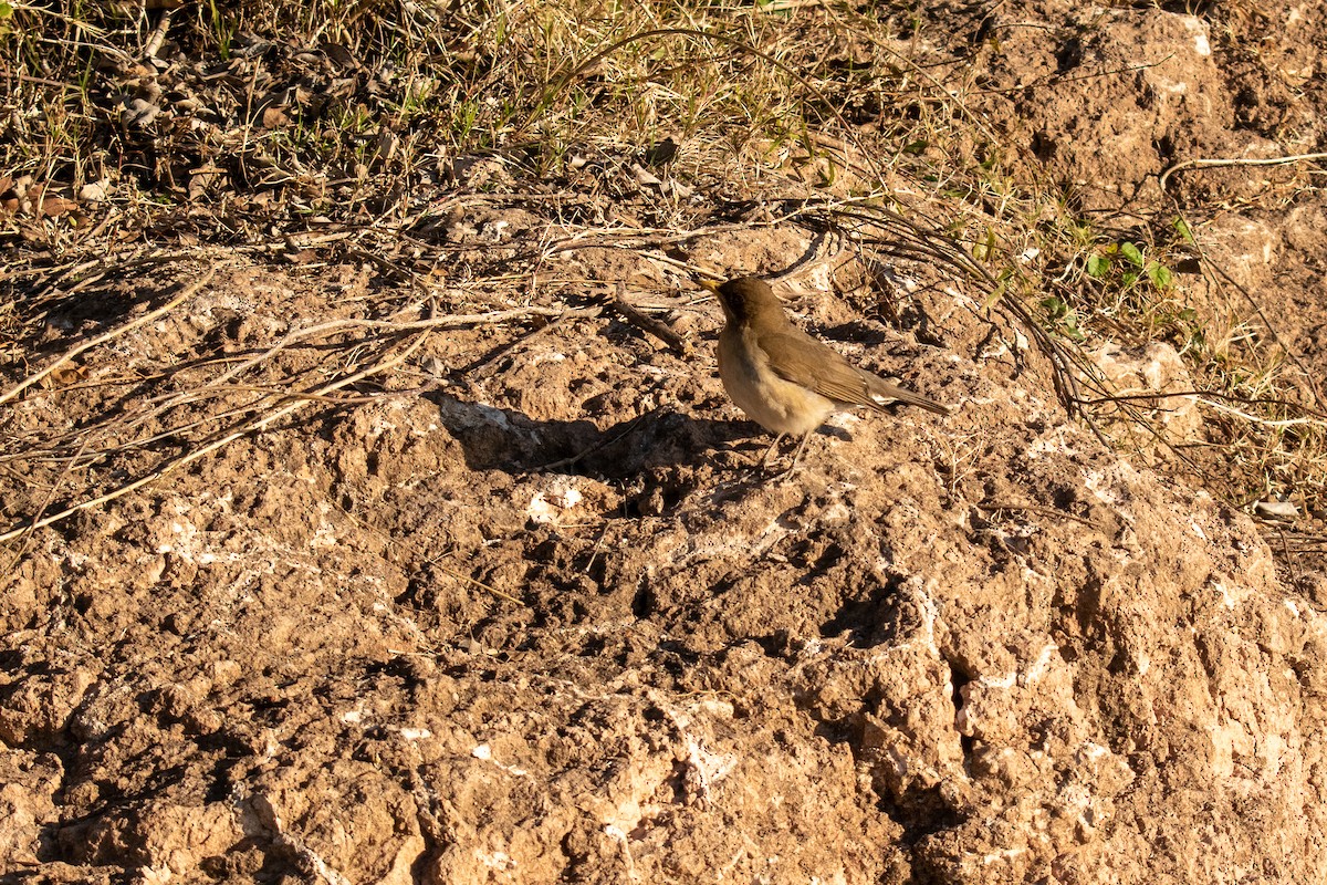 Creamy-bellied Thrush - ML647441765